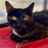 adoptable Cat in burlingame, CA named Lilo