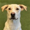 adoptable Dog in burlingame, CA named Sanford