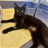 adoptable Cat in burlingame, CA named Nena & Copito