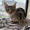 adoptable Cat in  named Tootsie Roll