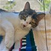 adoptable Cat in burlingame, CA named Zelda