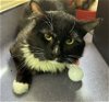 adoptable Cat in burlingame, CA named Francis
