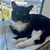 adoptable Cat in burlingame, CA named Francis