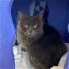 adoptable Cat in burlingame, CA named Greysephina