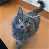 adoptable Cat in  named Greysephina