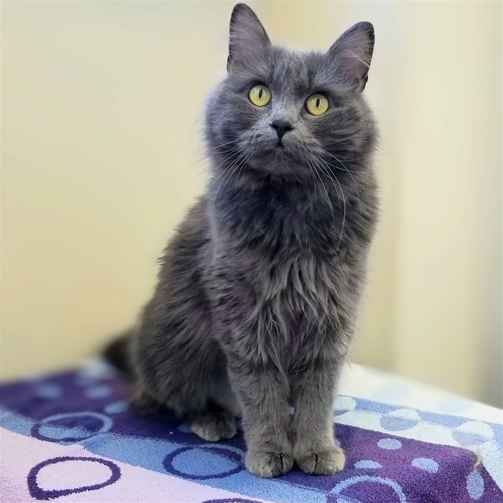 adoptable Cat in Burlingame, CA named Greysephina