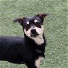 adoptable Dog in burlingame, CA named Goofy