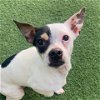 adoptable Dog in burlingame, CA named Reptar
