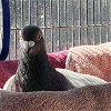 adoptable Bird in burlingame, GA named Dapple