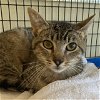 adoptable Cat in burlingame, CA named Donna