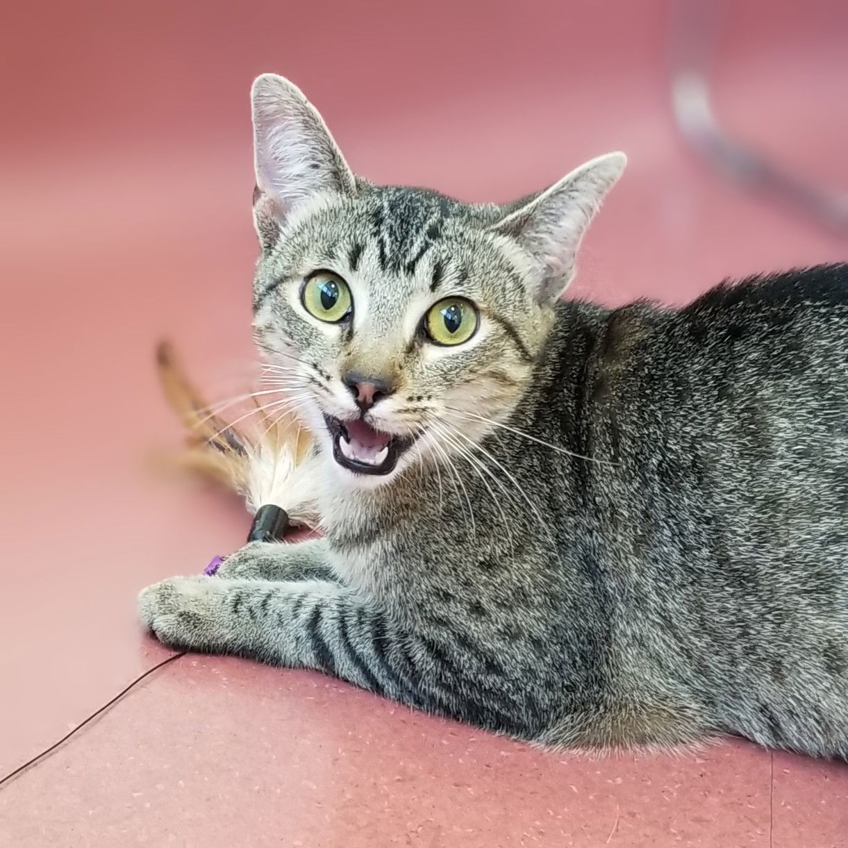 adoptable Cat in Burlingame, CA named Donna