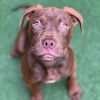adoptable Dog in  named Puppies, Large Breed!
