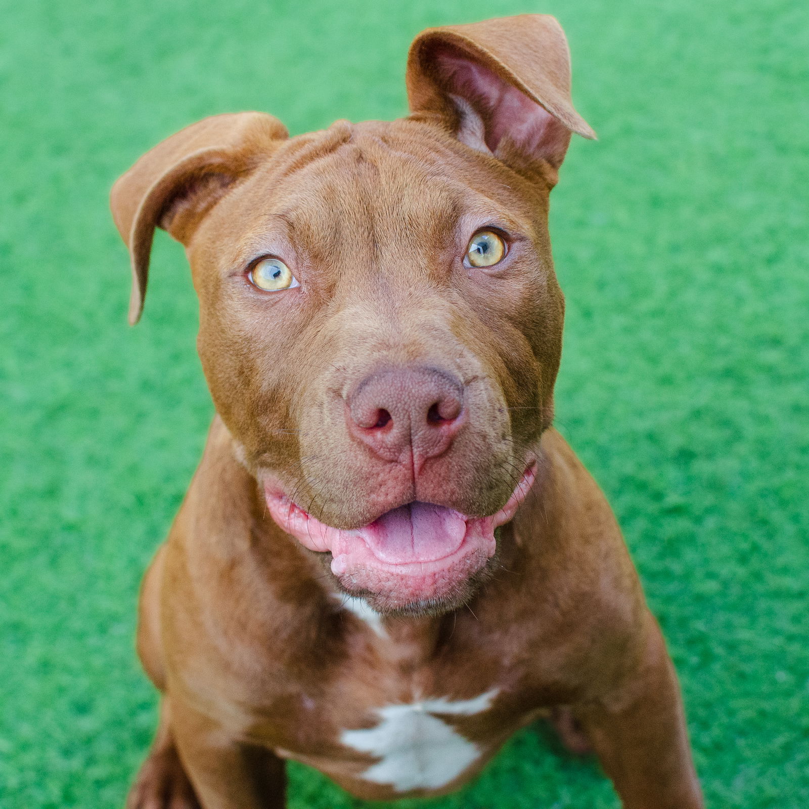 adoptable Dog in Burlingame, CA named Puppies, Large Breed!