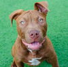 adoptable Dog in  named Puppies, Large Breed!