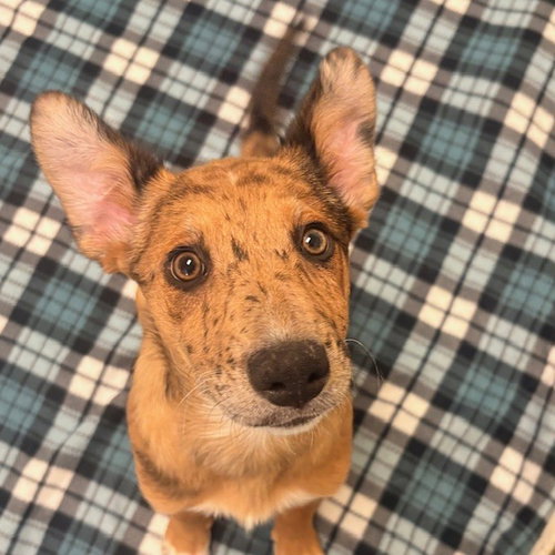PUPPIES, MEDIUM BREED! - Australian Cattle Dog/Blue Heeler available for adoption
