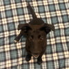 Puppies, Medium Breed! - Photo 2