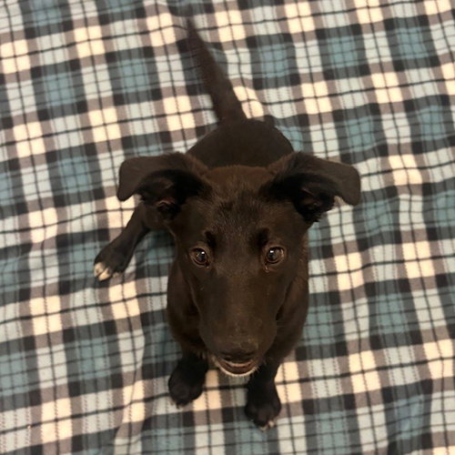 PUPPIES, MEDIUM BREED! - Australian Cattle Dog/Blue Heeler available for adoption