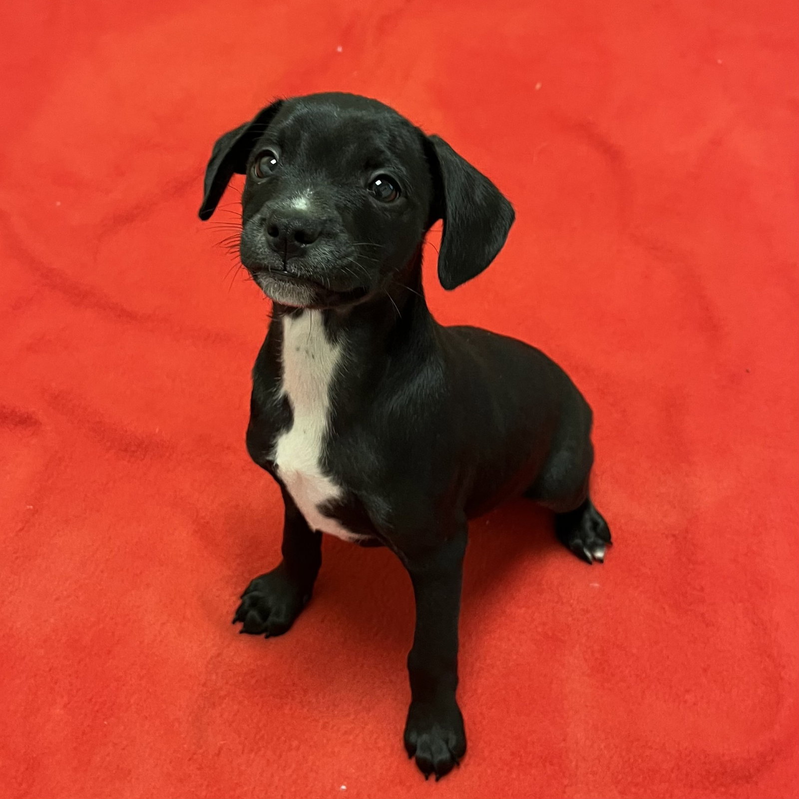 Puppies, Medium Breed! Image