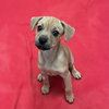 Puppies, Medium Breed! - Photo 2