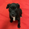 Puppies, Medium Breed! - Photo 3