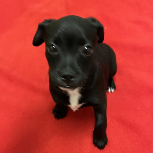 Puppies photo 3