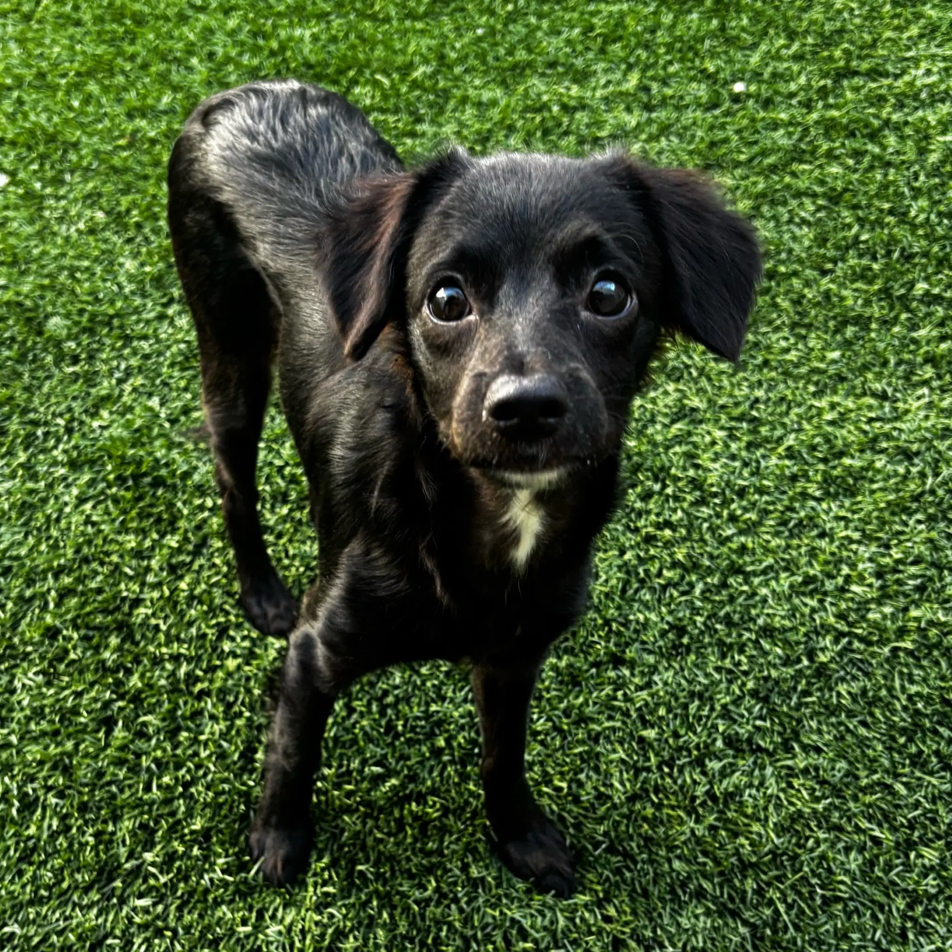 Puppies Medium Breed image 3