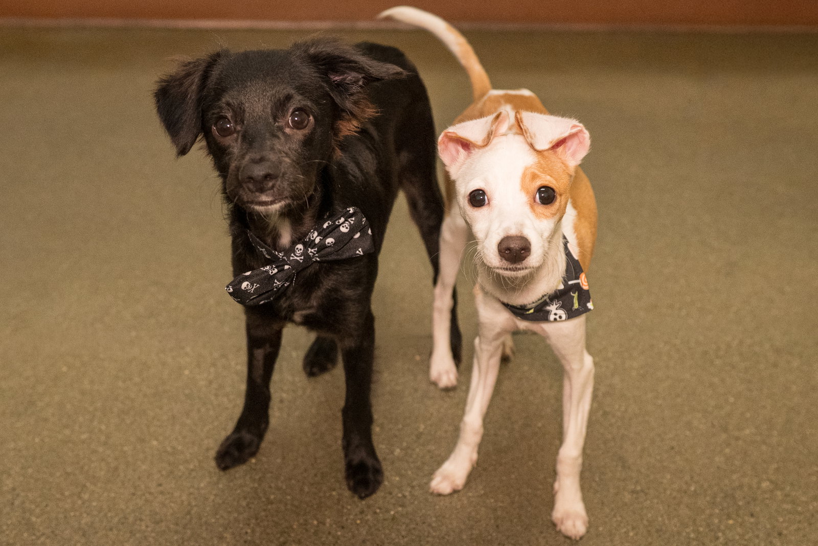 Puppies, Medium Breed!