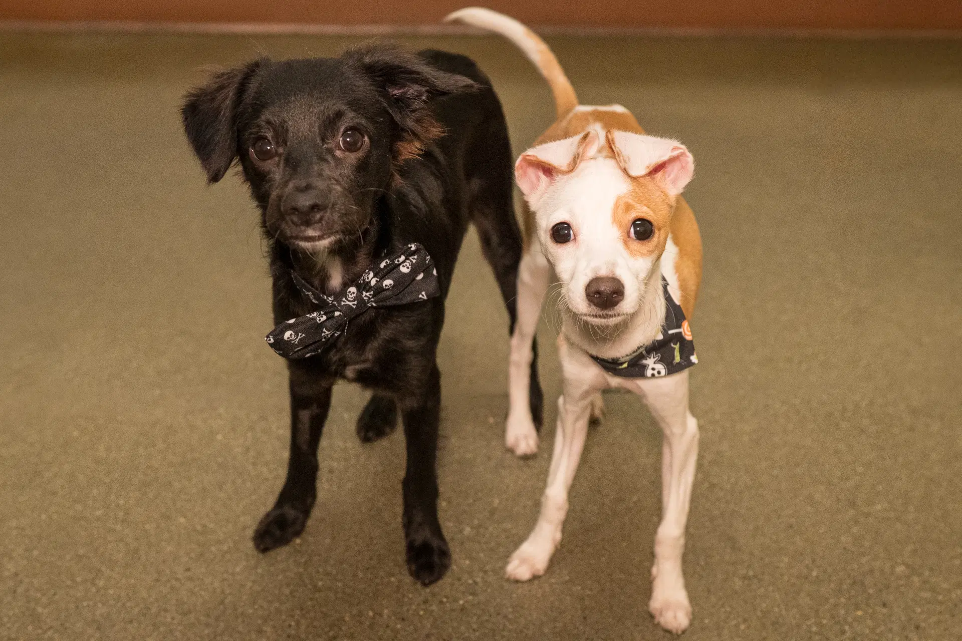 Puppies Medium Breed - Chihuahua