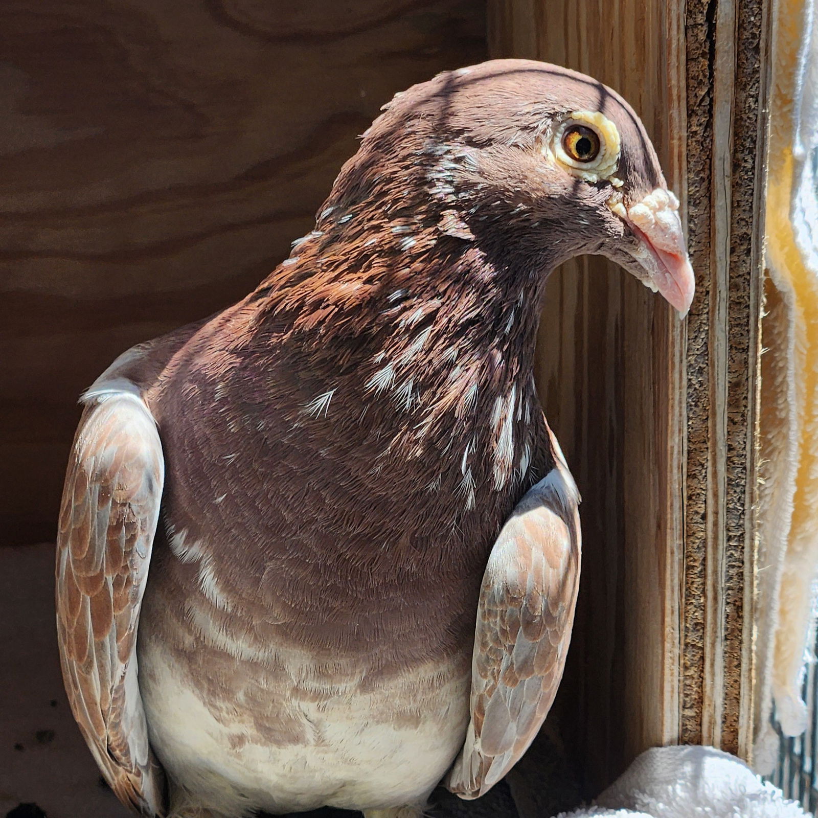 adoptable Bird in Burlingame, CA named Derby