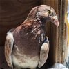 adoptable Bird in burlingame, CA named Derby