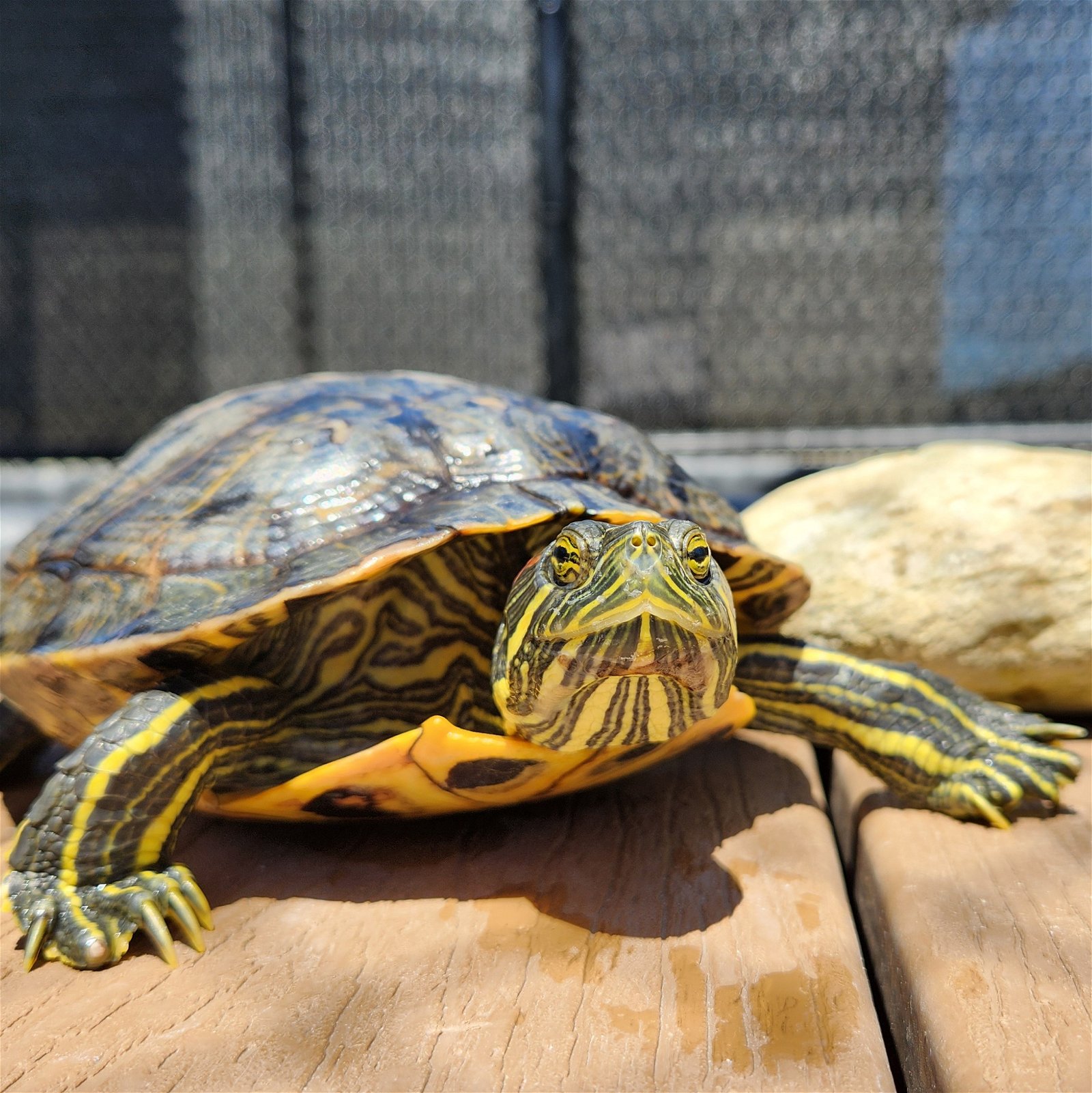 adoptable Turtle in Burlingame, CA named Georgina