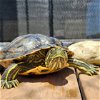 adoptable Turtle in li, GA named Georgina