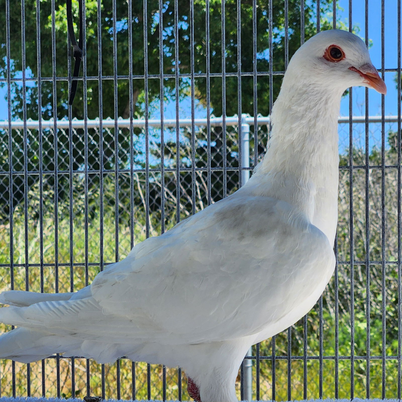 adoptable Bird in Burlingame, CA named Sugar