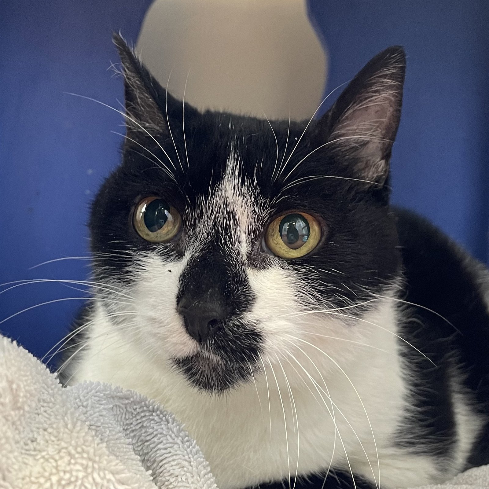 adoptable Cat in Burlingame, CA named Sooty