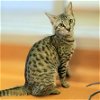 adoptable Cat in burlingame, GA named Clover