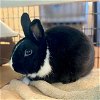 adoptable Rabbit in burlingame, GA named Colin
