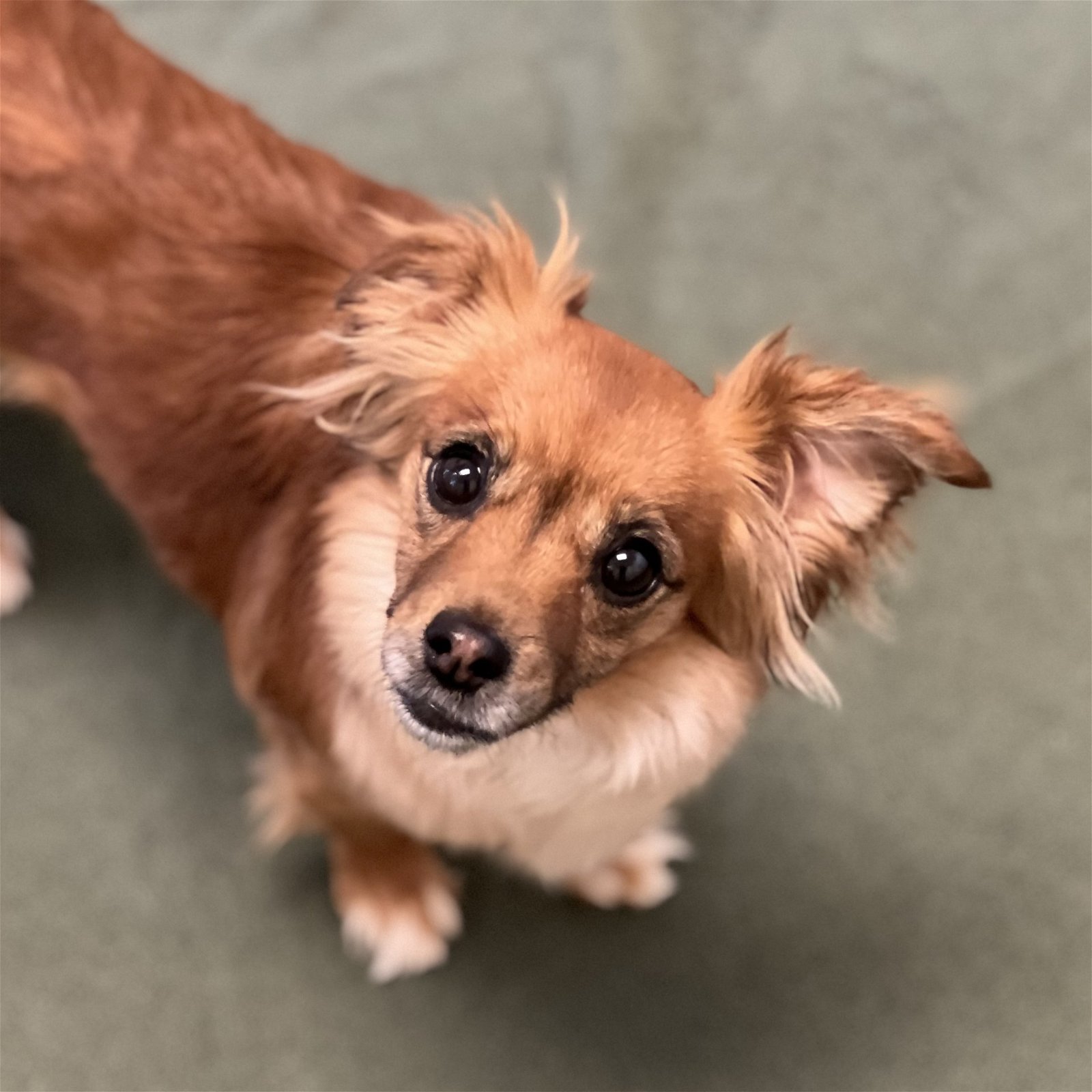 adoptable Dog in Burlingame, CA named Sunny