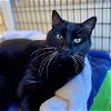 adoptable Cat in burlingame, GA named Cricket