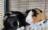 adoptable Guinea Pig in  named Caramel and Chocolate