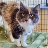 adoptable Cat in li, GA named Beatrice