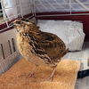 adoptable Bird in Burlingame, CA named Japanese Quails!