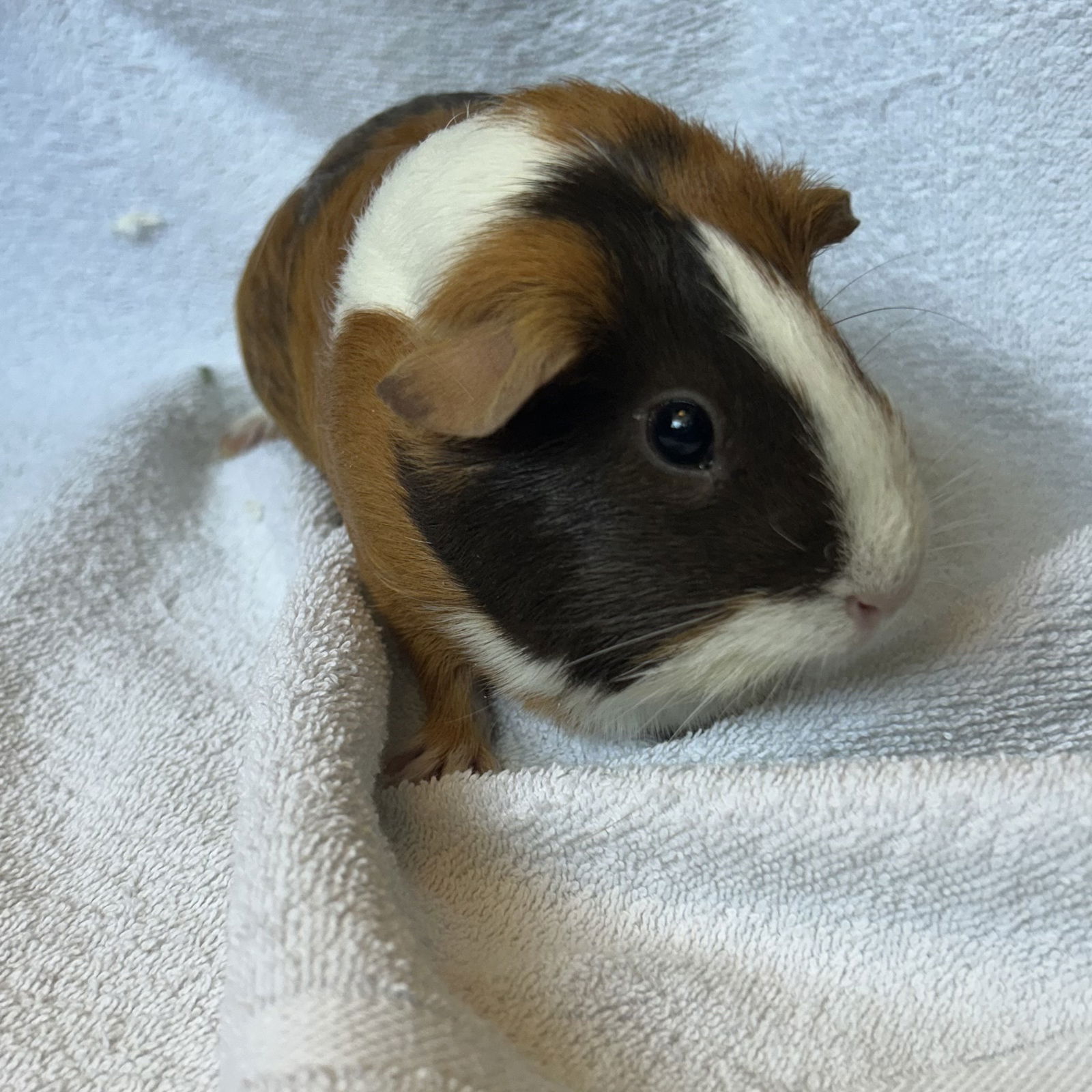 adoptable Guinea Pig in Burlingame, CA named Piglet (F)