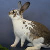 adoptable Rabbit in  named Gouda