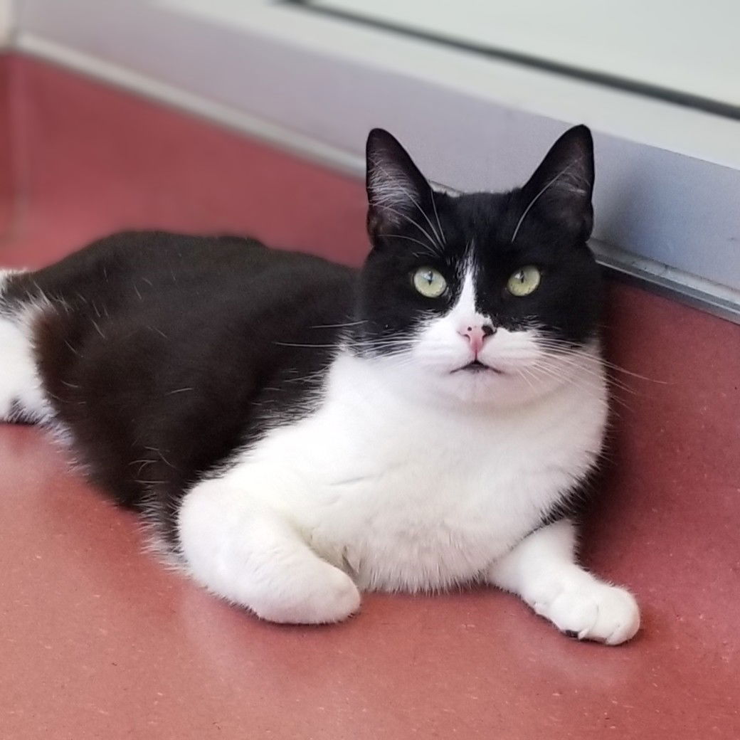 adoptable Cat in Burlingame, CA named Fresa