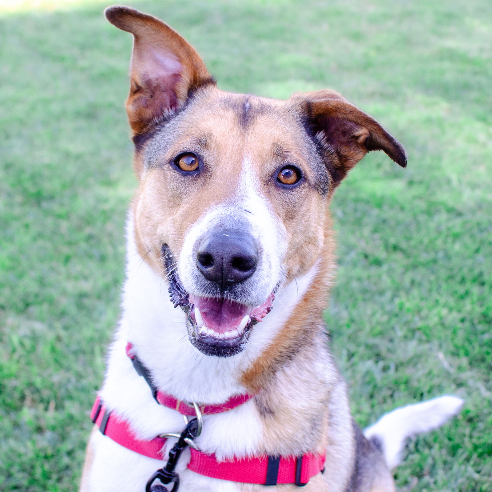 adoptable Dog in Burlingame, CA named Bebe