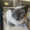 adoptable Cat in  named Bolt