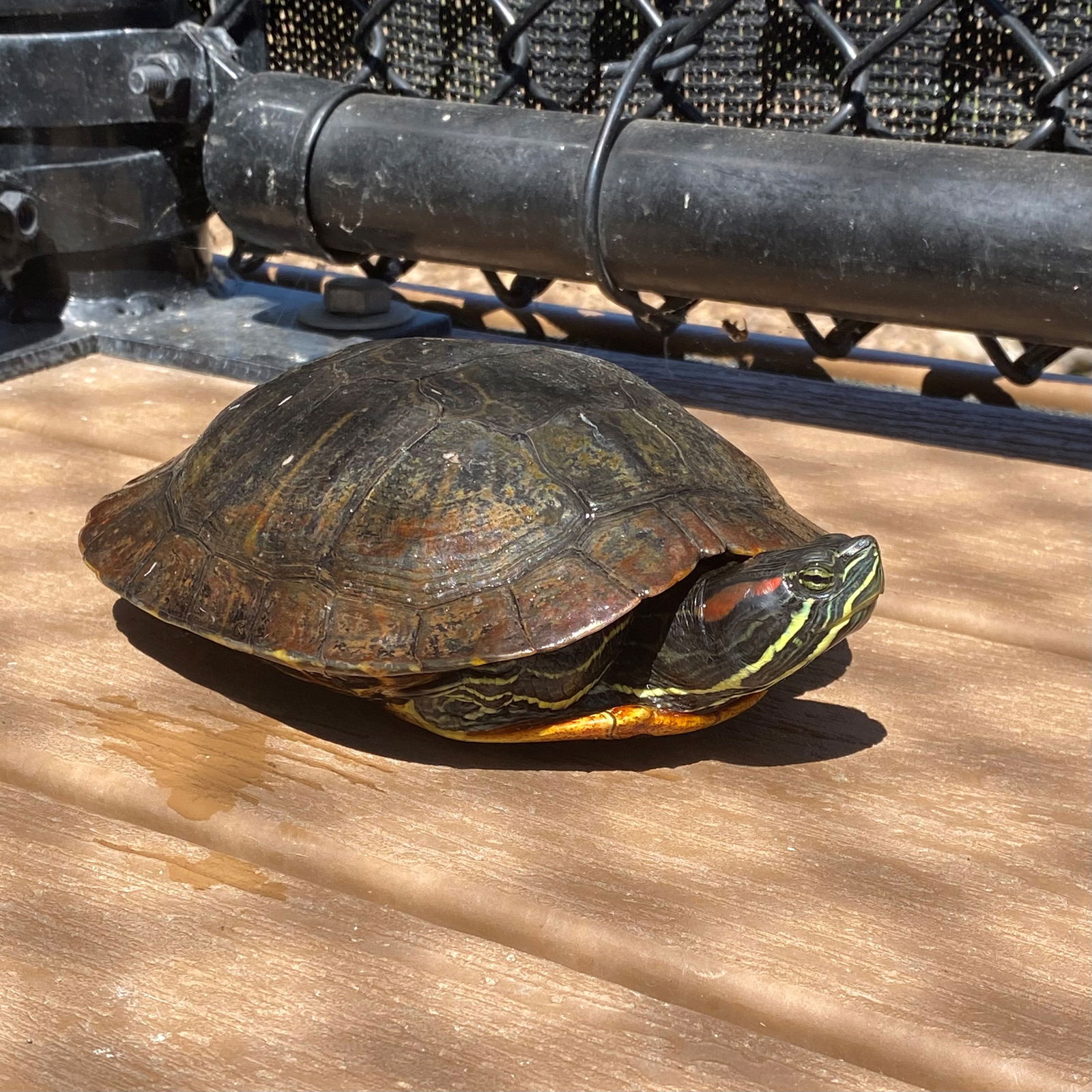 adoptable Turtle in Burlingame, CA named Cedar