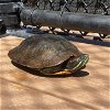 adoptable Turtle in  named Cedar