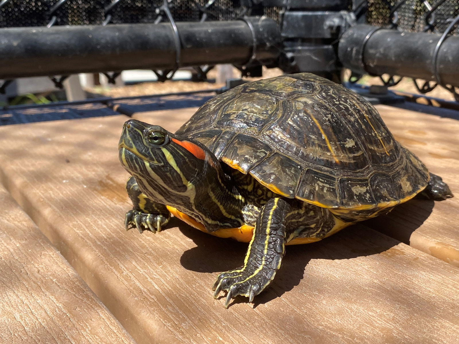 adoptable Turtle in Burlingame, CA named Juniper