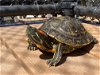 adoptable Turtle in  named Juniper